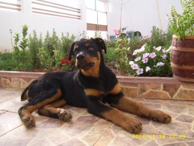 dyablo